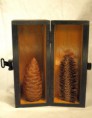/album/galerie-de-photos-nature/nat-pives-en-sarcophage-jpg/